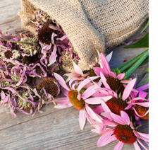 echinacea_1.jpg